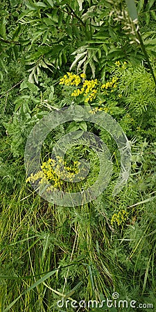 Beautiful wildlife, grass and flowers Stock Photo